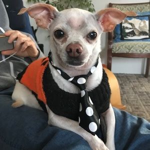 Meet your Posher, Janet